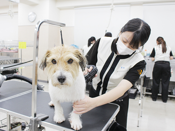 ☆お客様犬のトリミング☆